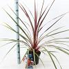 Cordyline 'Can Can' Pot 3 Liter 30 - 40 cm