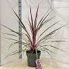 Cordyline 'Can Can' Pot 12 liter 70 - 80 cm