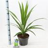 Cordyline Emerald star / Superstar Pot 5 Liter 40 - 50 cm