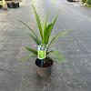 Cordyline Emerald star / Superstar Pot 3 Liter 30 - 40 cm