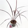 Cordyline Festival Burgundy Pot 3 Liter 30 - 40 cm