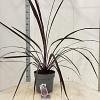 Cordyline Festival Burgundy Pot 12 liter 70 - 80 cm