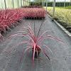 Cordyline Festival Raspberry Pot 3 Liter 30 - 40 cm