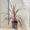 Cordyline Festival Raspberry Pot 12 liter 70 - 80 cm