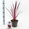 Cordyline 'Paso Doble' Pot 3 Liter 30 - 40 cm