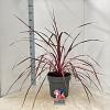 Cordyline 'Salsa' Pot 12 liter 70 - 80 cm