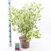 Cornus alba 'Elegantissima' Pot 5 Liter 60 - 80 cm