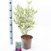 Cornus alba 'Elegantissima' Pot 2 Liter40 - 60 cm