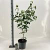 Cornus k. 'Milky Way' Pot 7,5 Liter 60 - 80 cm