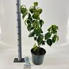 Cornus k. 'Schmetterling' Pot 7,5 Liter 60 - 80 cm