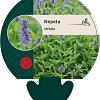 Nepeta nervosa Pot 9 cm