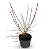 Cornus sang. 'Midwinter Fire' Pot 4 Liter 40 - 60 cm