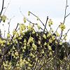 Corylopsis spicata Pot 110 liter 200 - 250 cm