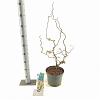 Corylus a. 'Contorta' Pot 5 Liter 60 - 70 cm