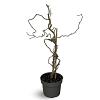 Corylus a. 'Contorta' Pot 4 Liter 40 - 60 cm