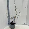 Corylus a. Medusa Pot 5 Liter 60 - 70 cm