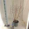 Corylus a. 'Twister' Pot 5 Liter 60 - 70 cm
