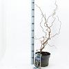Corylus 'Red Majestic' Pot 5 Liter 60 - 70 cm
