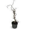 Corylus 'Red Majestic' Pot 4 Liter 40 - 60 cm