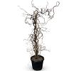 Corylus 'Red Majestic' Pot 35 Liter 125 - 150 cm