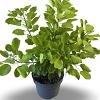 Cotinus cog. Golden Lady Pot 4 Liter 40 - 60 cm