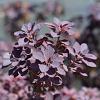 Cotinus cog. 'Royal Purple' Pot 5 Liter 60 - 80 cm