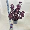 Cotinus cog. 'Royal Purple' Pot 5 Liter 60 - 80 cm
