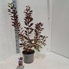 Cotinus cog. 'Royal Purple' Pot 5 Liter 60 - 80 cm