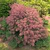 Cotinus cog. 'Young Lady' Pot 20 Liter 100 - 125 cm