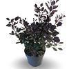 Cotinus Dusky Maiden Pot 4 Liter 40 - 50 cm