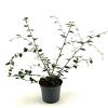 Cotoneaster franchetii Pot 3 Liter 50 - 60 cm