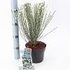 Cytisus praecox 'Albus' Pot 2 Liter 20 - 30 cm