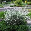 Cytisus praecox 'Albus' Pot 2 Liter 20 - 30 cm