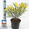 Cytisus scop. 'Vanesse' Pot 2 Liter 20 - 30 cm