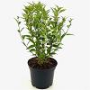 Deutzia gracilis Pot 2 liter 25-30cm