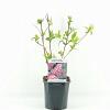 Deutzia hybrida 'Strawberry Fields' Pot 2 Liter40 - 50 cm