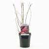 Deutzia hybrida 'Strawberry Fields' Pot 2 Liter40 - 50 cm