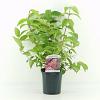 Deutzia hybrida 'Strawberry Fields' Pot 2 Liter40 - 50 cm