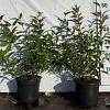 Deutzia rosea Pot 2 Liter40 - 60 cm