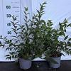 Deutzia rosea Pot 2 Liter40 - 60 cm