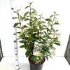 Elaeagnus ebbingei Pot 7,5 Liter 50 - 60 cm