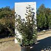 Elaeagnus ebbingei Pot 20 Liter 100 - 125 cm