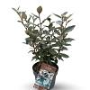 Elaeagnus ebb. 'Compacta' Pot 4 Liter 40 - 60 cm
