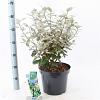 Elaeagnus ebb. 'Compacta' Pot 7,5 Liter 40 - 50 cm