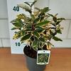 Elaeagnus ebb. 'Gilt Edge' Pot 3 Liter 30 - 40 cm