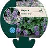 Nepeta racemosa 'Grog' Pot 9 cm