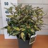 Elaeagnus ebb. Maryline Pot 5 Liter 40 - 50 cm