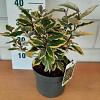 Elaeagnus ebb. 'Viveleg' Pot 3 Liter 30 - 40 cm