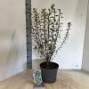 Enkianthus campanulatus Pot 5 Liter 40 - 50 cm