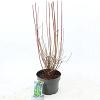 Enkianthus campanulatus Pot 5 Liter 40 - 50 cm